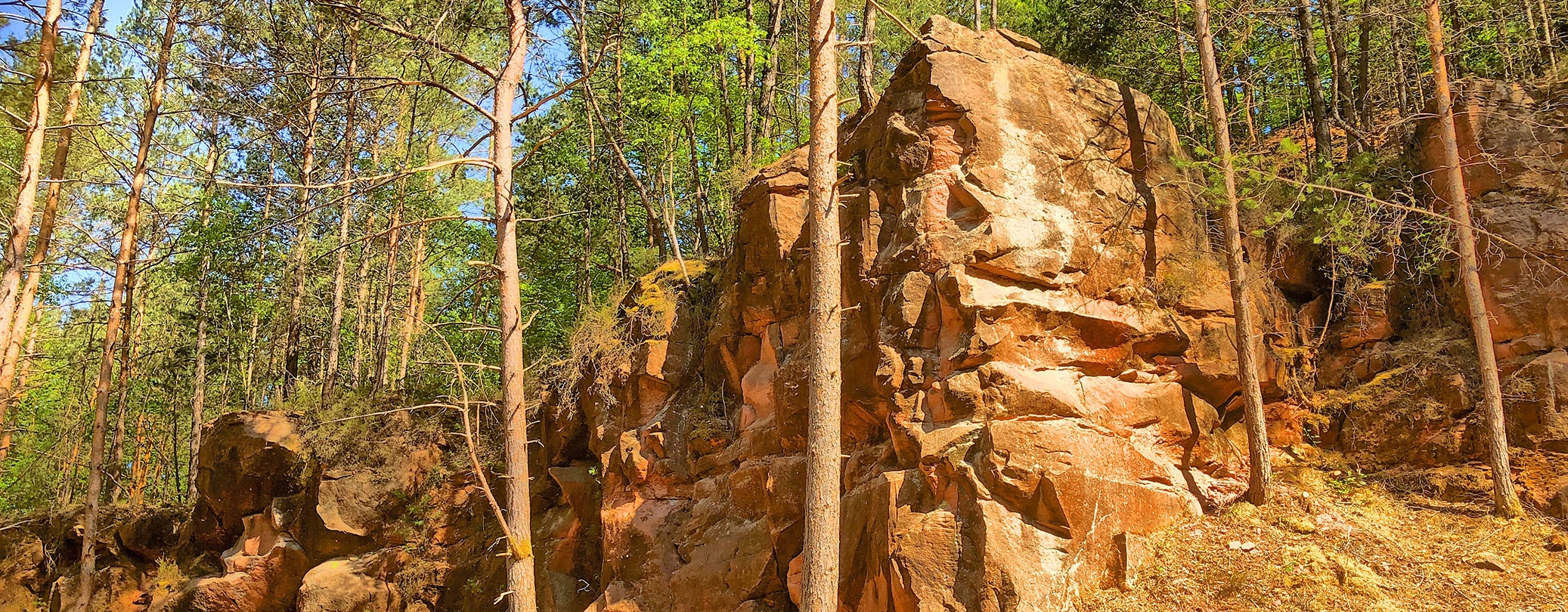 Ein Sandsteinfelsen im Wald (Otterberger Steinbruch)