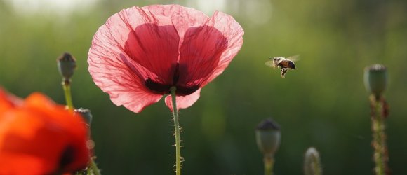 Insekten auf Blumenwiese