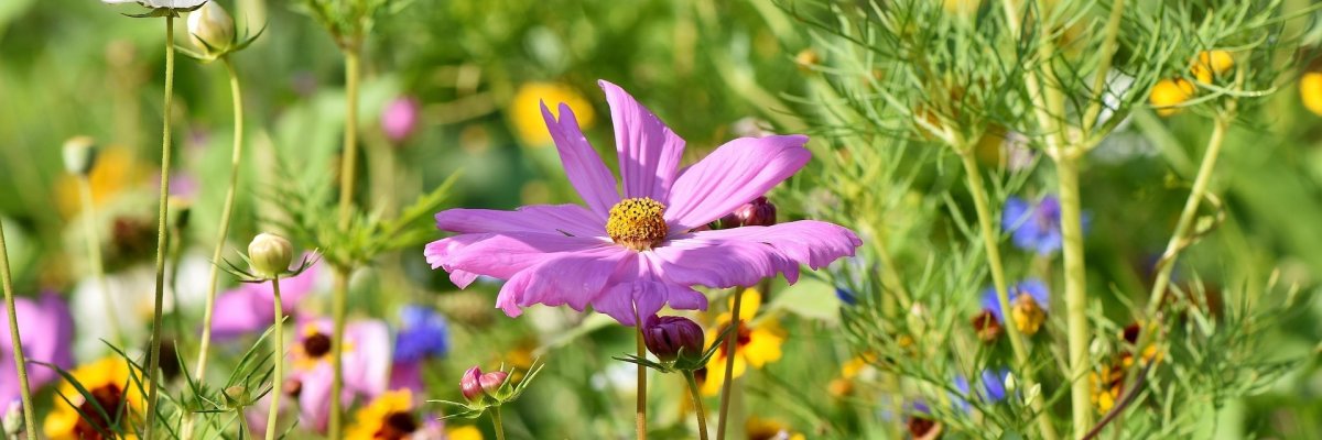 Blumenwiese Blumenwiese