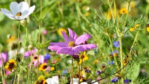 Blumenwiese Blumenwiese