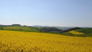 Ein blühende Rapswiese