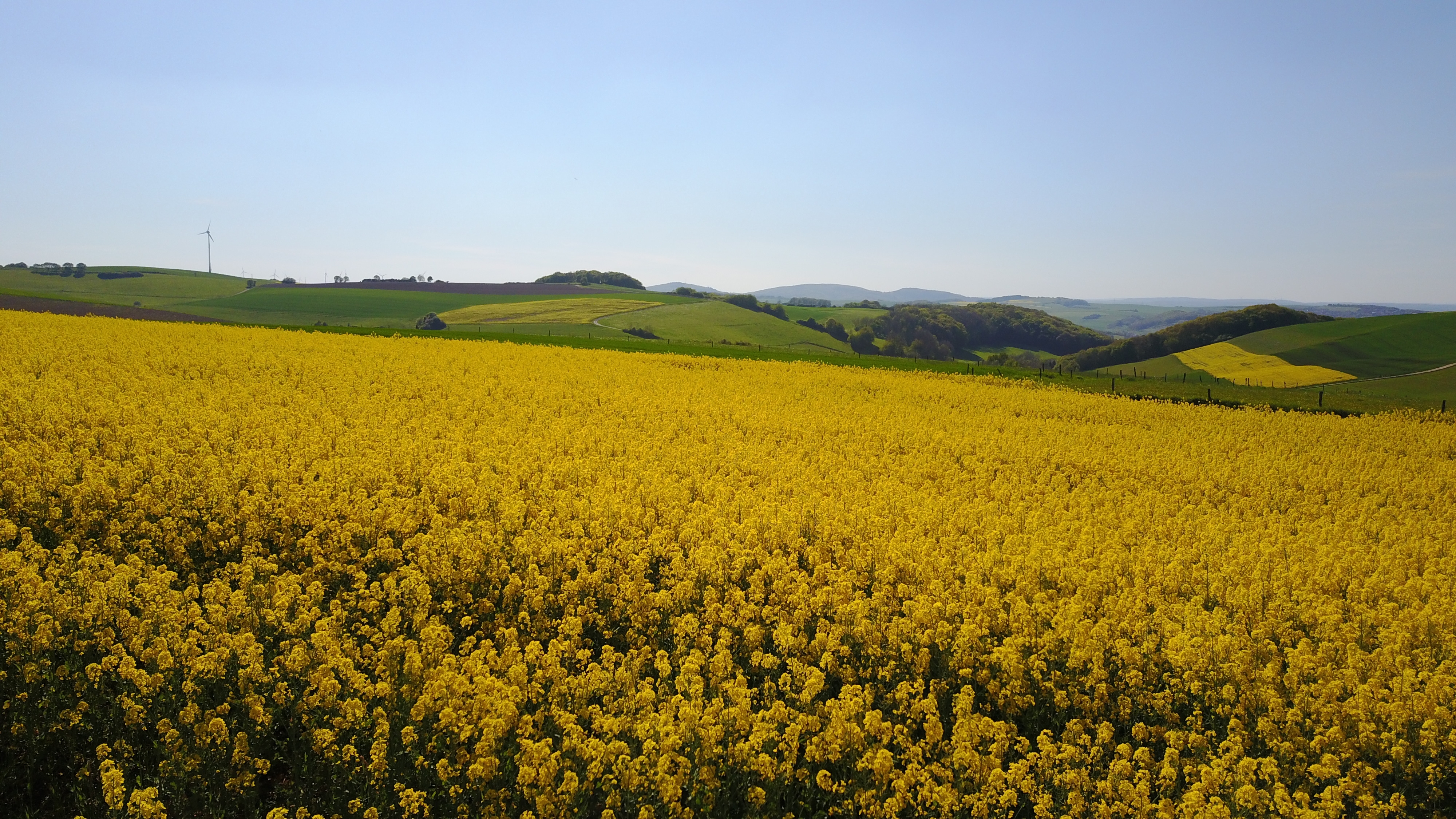 Ein blühende Rapswiese